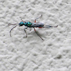 Emerald cockroach wasp