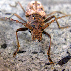 Longhorn Beetle