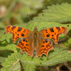 Comma