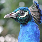 Indian Peafowl