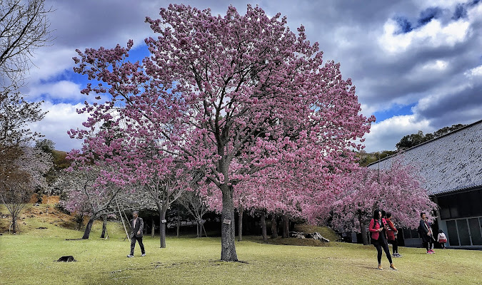 Primavera giapponese di leorol