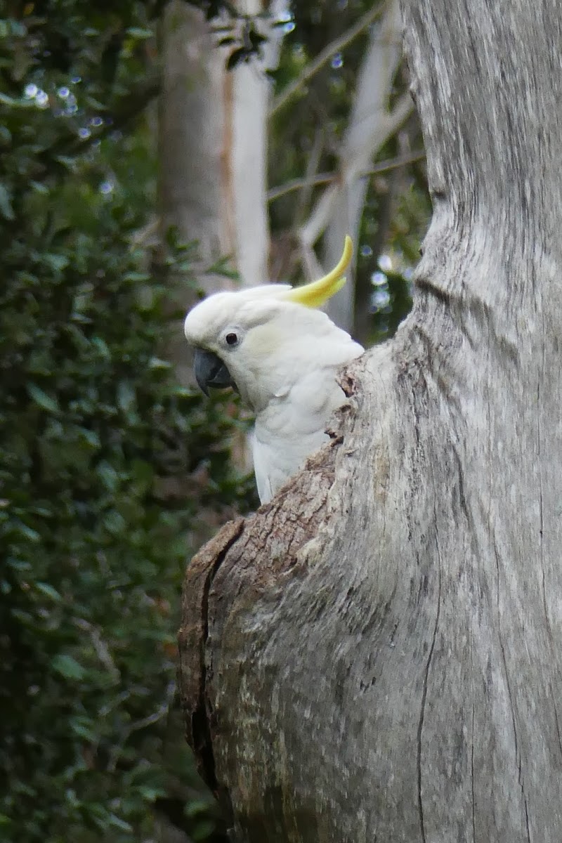 Sulphur-crested Cockatoo (nesting)