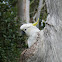 Sulphur-crested Cockatoo (nesting)
