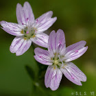 Candy flower