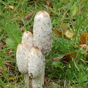 Shaggy Ink cap