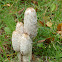 Shaggy Ink cap