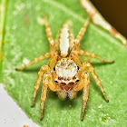 Jumping Spider