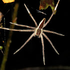 Fishing Spider