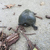 Eastern mud turtle