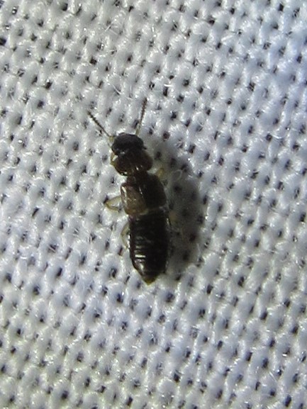 Rove Beetle