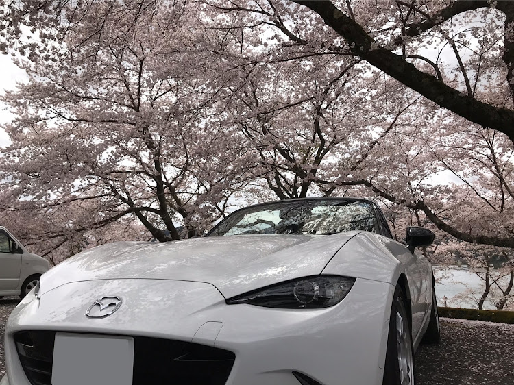 ロードスターのドライブ・桜・花見に関するカスタム事例の投稿画像4枚目