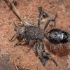 Velvet Ant