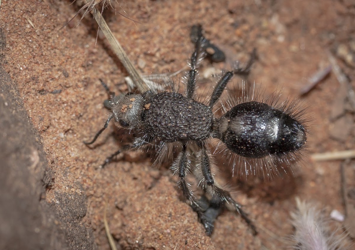 Velvet Ant