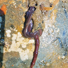 Proboscis worm