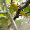 Black-naped Oriole