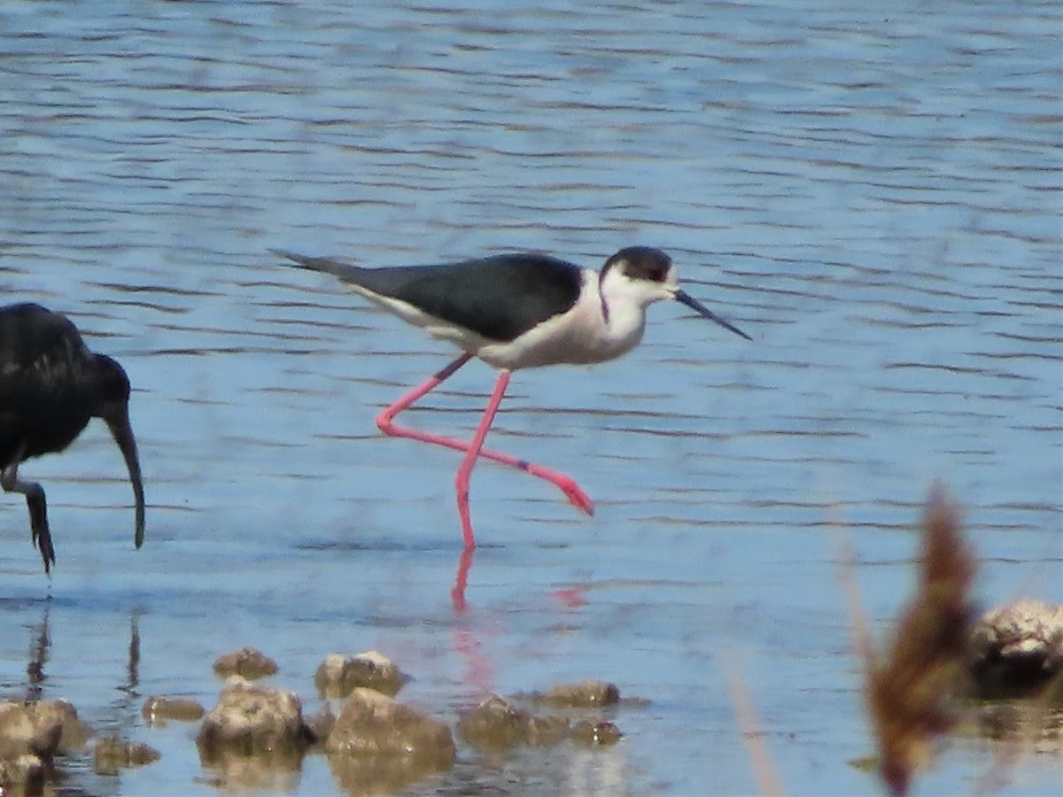 Black-winged stilt. Cigüeñuela