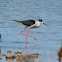 Black-winged stilt. Cigüeñuela