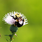 Eastern Carpenter Bee