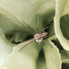 Nursery Web Spider or Listspinne