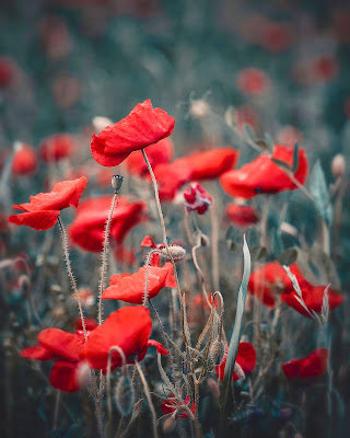 Poppy field di Raff_a