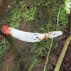 stink horn