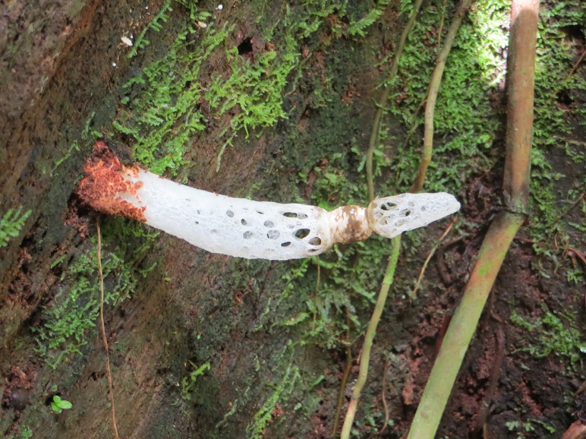 stink horn