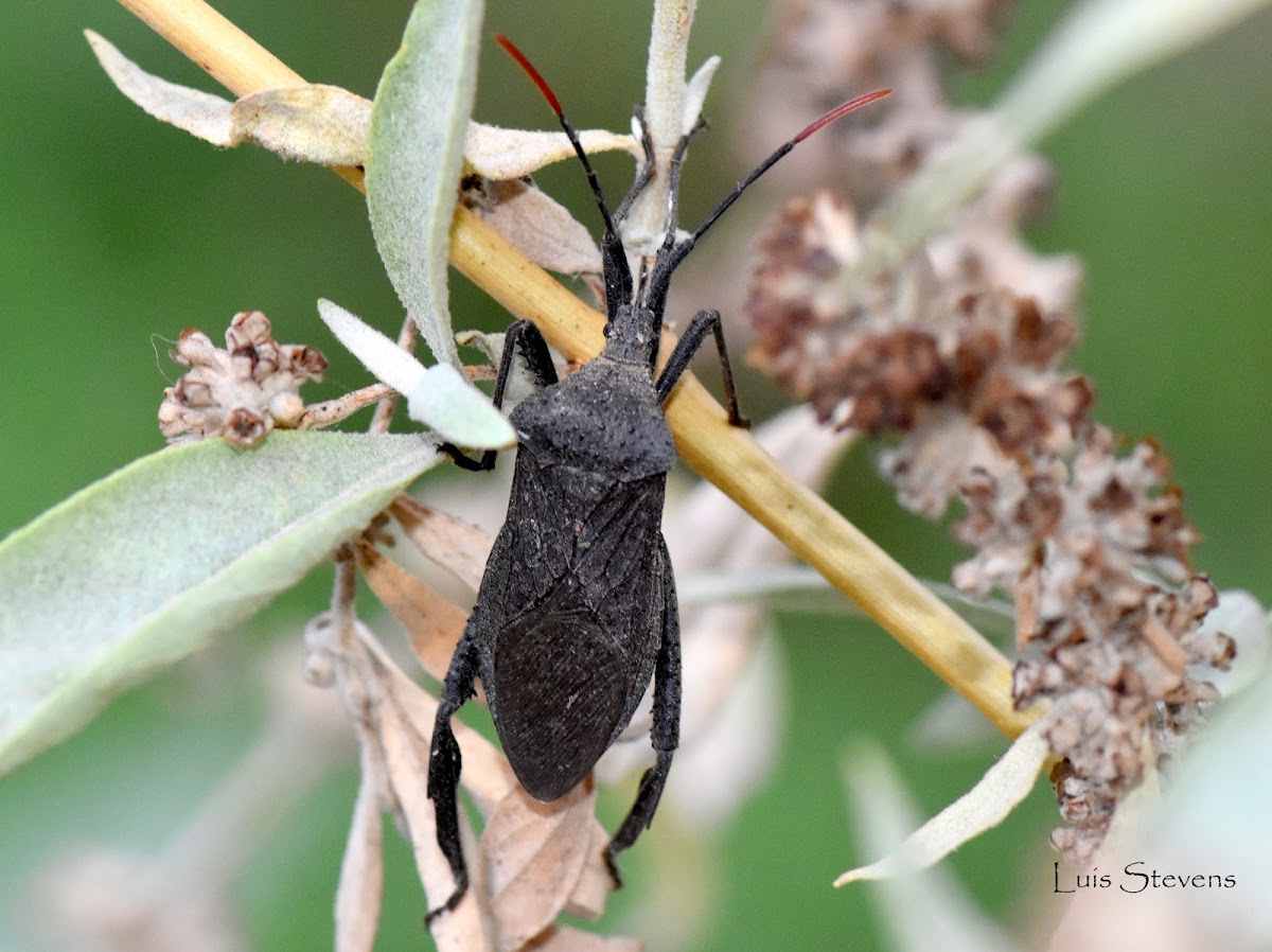 Leaf-footed bug