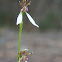 White Bunny Orchid