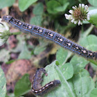 Forest Tent Catepillar