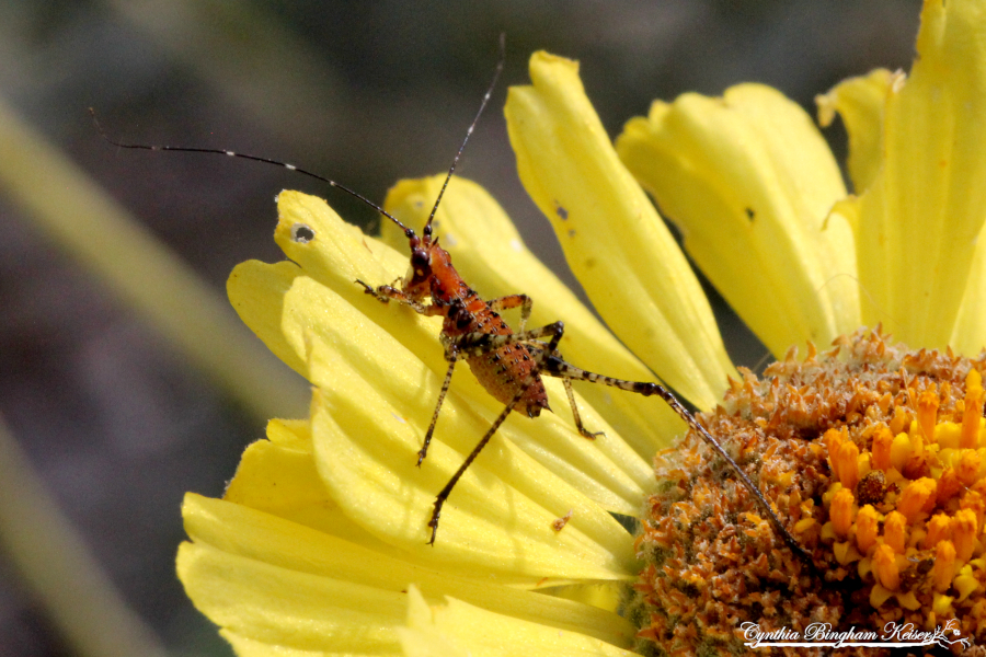 Bush Katydid