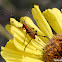 Bush Katydid