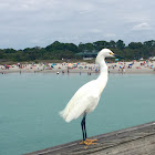 Snowy Egret