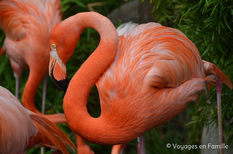 San Diego Zoo, pink flamingos