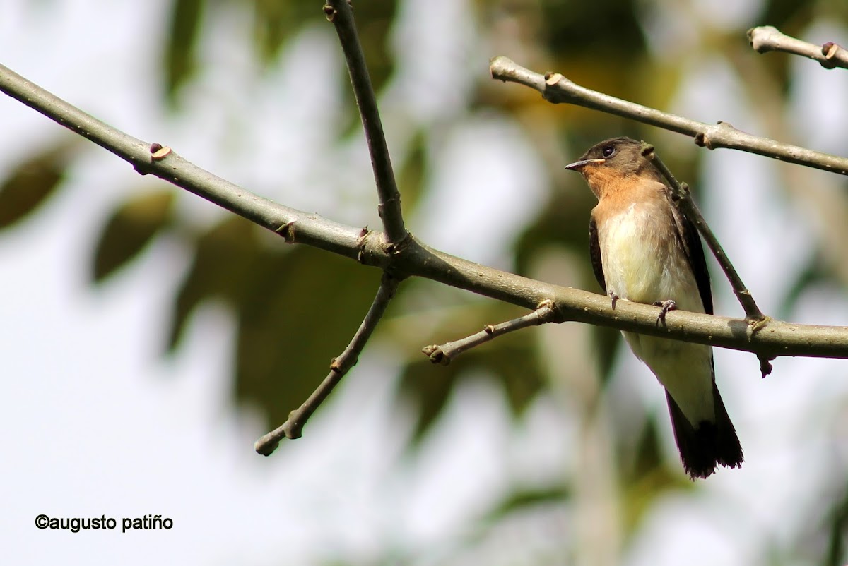 Golondrina Barranquera - Southern Rough-winged Swallow