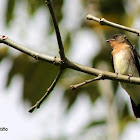 Golondrina Barranquera - Southern Rough-winged Swallow