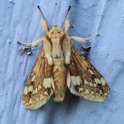 Spotted Tussock Moth