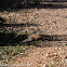 Black Redstart; Colirrojo Tizon