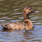 Pochard; Porrón Común