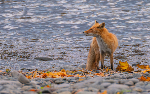 The fox and the falling yellow leaves screenshot 1