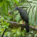 Sickle-winged Guan