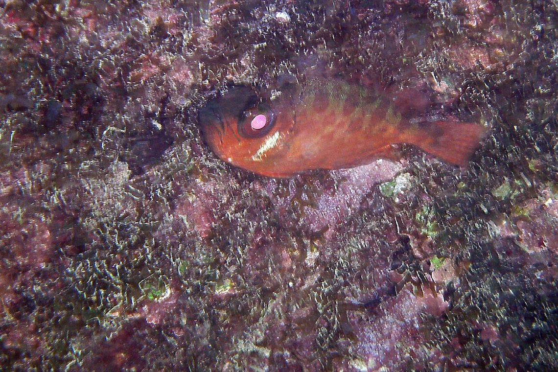 Glasseye Snapper