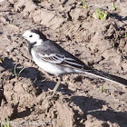 Pied Wagtail