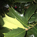 American Holly