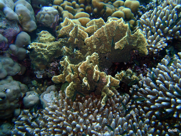 Fire coral