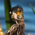 Anhinga