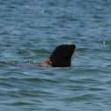 Cape Fur Seal