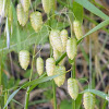 Rattle Snake Grass