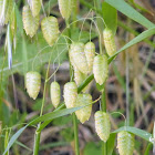 Rattle Snake Grass