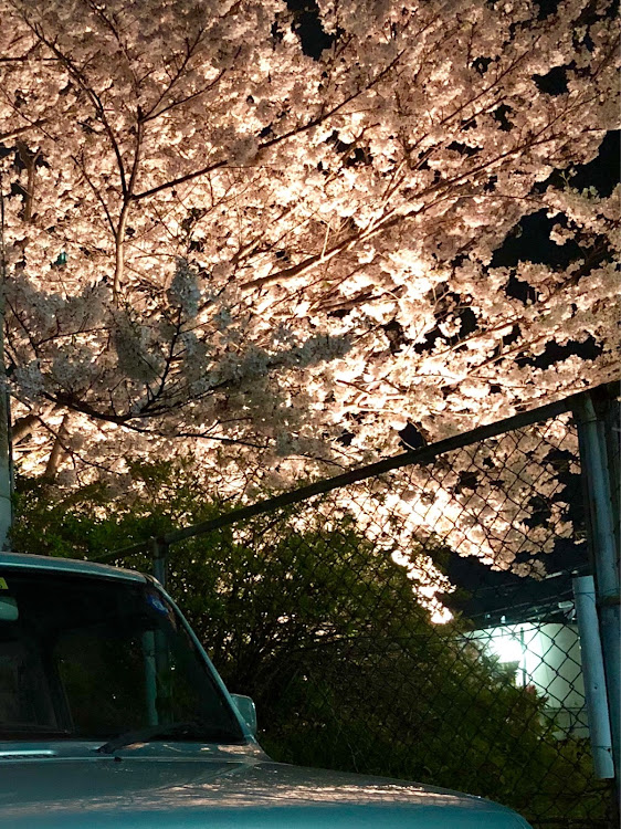 アルトラパンの夜さくラパン・散る桜・間に合ったに関するカスタム事例の投稿画像4枚目