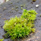 Star Moss